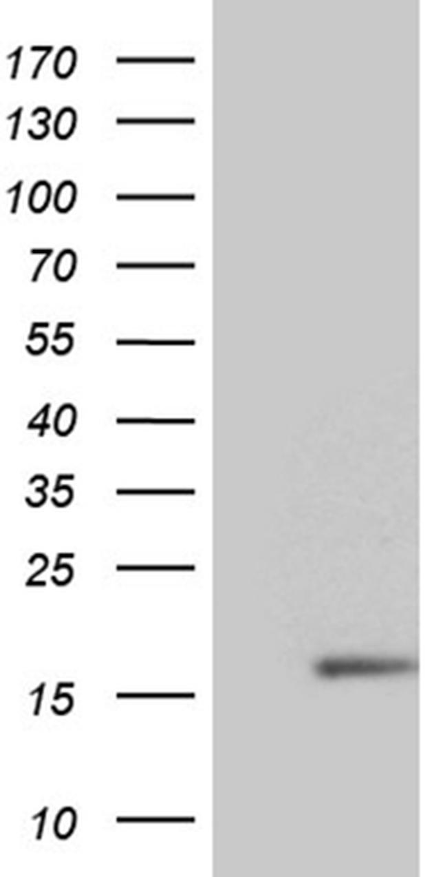 NDUFB3 Antibody in Western Blot (WB)