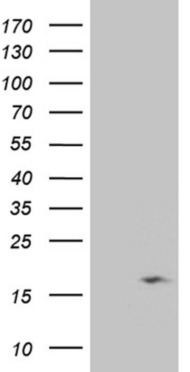 NDUFB3 Antibody in Western Blot (WB)