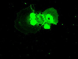 NEK6 Antibody in Immunocytochemistry (ICC/IF)
