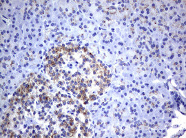 NEU1 Antibody in Immunohistochemistry (Paraffin) (IHC (P))