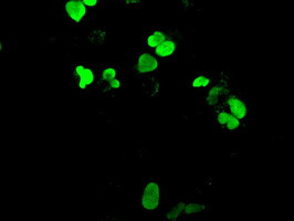 NEUROG1 Antibody in Immunocytochemistry (ICC/IF)