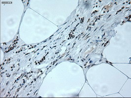 NEUROG1 Antibody in Immunohistochemistry (Paraffin) (IHC (P))