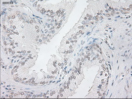 NEUROG1 Antibody in Immunohistochemistry (Paraffin) (IHC (P))