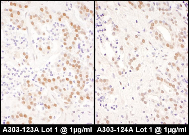 NFIC Antibody in Immunohistochemistry (IHC)