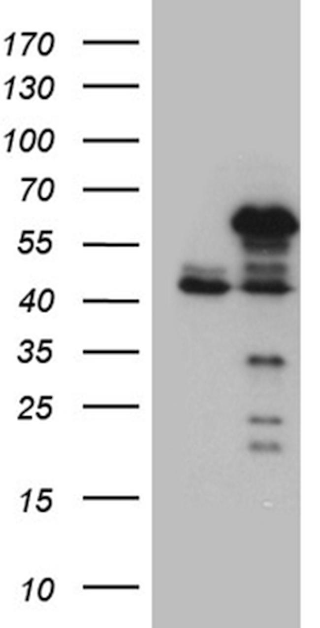 NFKBIE Antibody in Western Blot (WB)