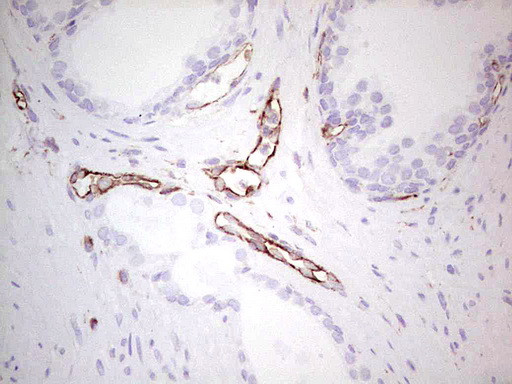 NFS1 Antibody in Immunohistochemistry (Paraffin) (IHC (P))