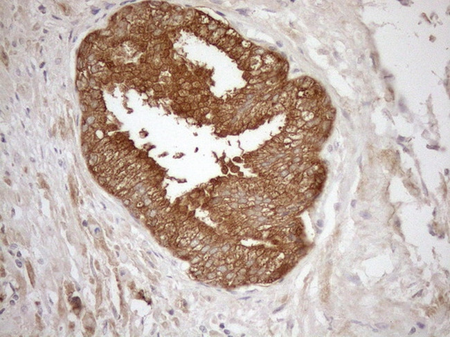 NGDN Antibody in Immunohistochemistry (Paraffin) (IHC (P))