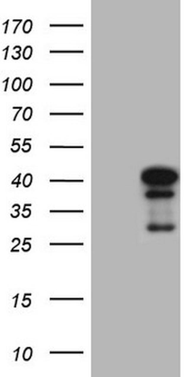 NGDN Antibody in Western Blot (WB)
