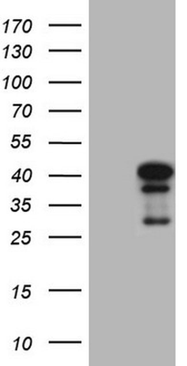 NGDN Antibody in Western Blot (WB)