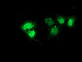 NHEJ1 Antibody in Immunocytochemistry (ICC/IF)