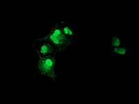 NHEJ1 Antibody in Immunocytochemistry (ICC/IF)