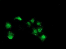 NHEJ1 Antibody in Immunocytochemistry (ICC/IF)