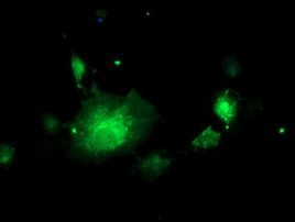NIF3L1 Antibody in Immunocytochemistry (ICC/IF)