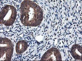 NIF3L1 Antibody in Immunohistochemistry (Paraffin) (IHC (P))