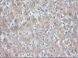 NIT2 Antibody in Immunohistochemistry (Paraffin) (IHC (P))