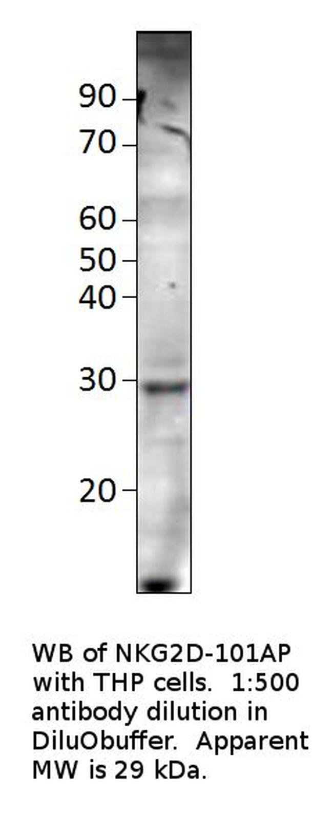 NKG2D Antibody in Western Blot (WB)