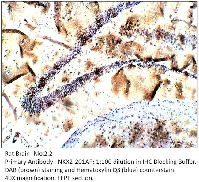 Nkx2.2 Antibody in Immunohistochemistry (IHC)
