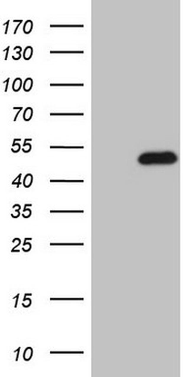 NKX2 Antibody in Western Blot (WB)