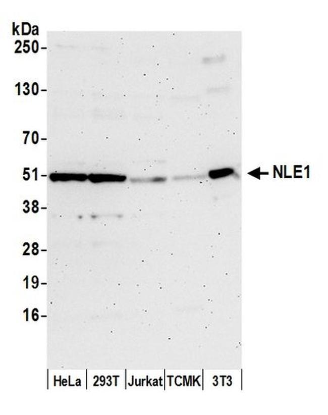 NLE1 Antibody in Western Blot (WB)