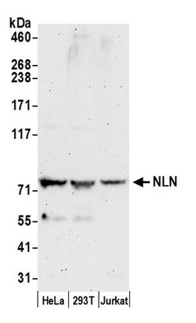 NLN Antibody in Western Blot (WB)