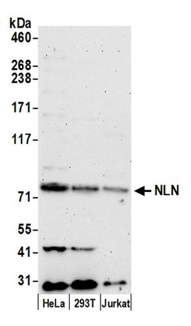 NLN Antibody in Western Blot (WB)