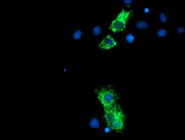 NLN Antibody in Immunocytochemistry (ICC/IF)