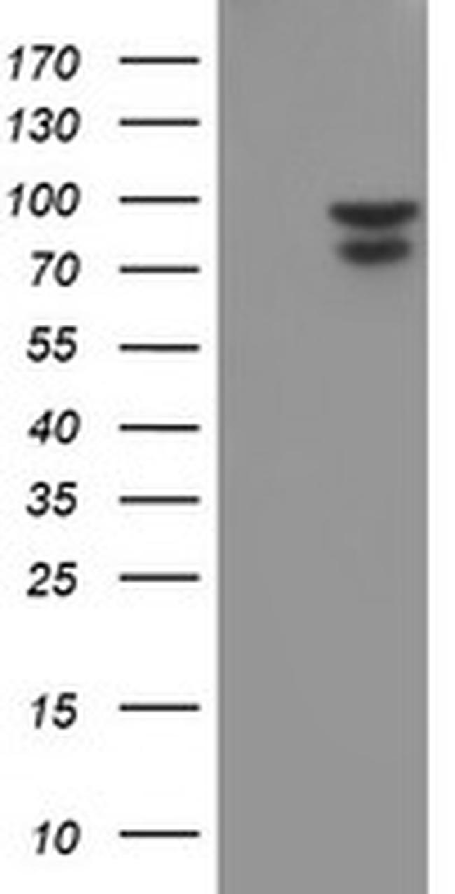 NLN Antibody in Western Blot (WB)