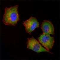 NME1 Antibody in Immunocytochemistry (ICC/IF)