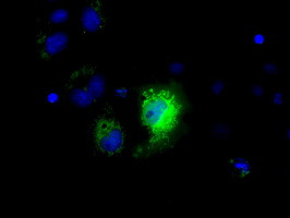 NME4 Antibody in Immunocytochemistry (ICC/IF)