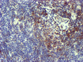 NMT2 Antibody in Immunohistochemistry (Paraffin) (IHC (P))