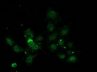 NNMT Antibody in Immunocytochemistry (ICC/IF)