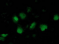 NNMT Antibody in Immunocytochemistry (ICC/IF)
