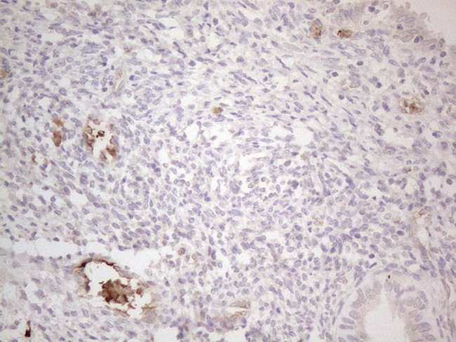 NOBOX Antibody in Immunohistochemistry (Paraffin) (IHC (P))