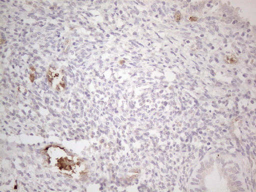 NOBOX Antibody in Immunohistochemistry (Paraffin) (IHC (P))