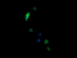 NONO Antibody in Immunocytochemistry (ICC/IF)