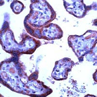 uNOS Antibody in Immunohistochemistry (IHC)