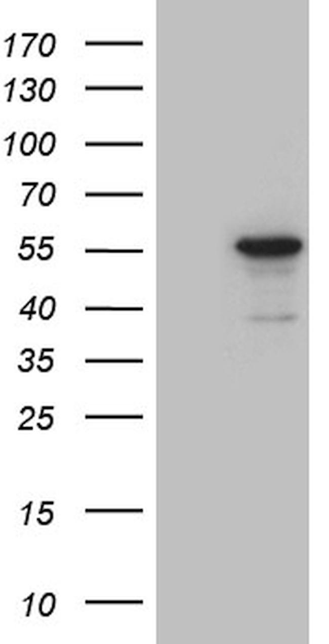 NOSTRIN Antibody in Western Blot (WB)