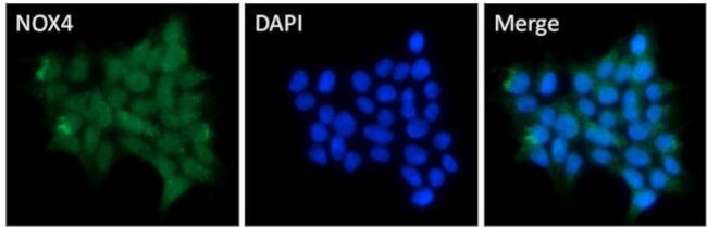 NOX4 Antibody in Immunocytochemistry (ICC/IF)