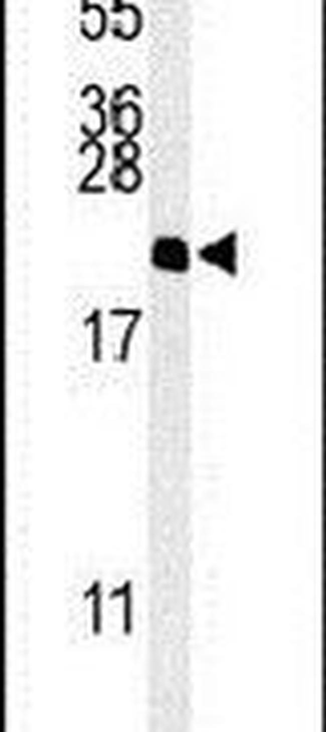 NAP1L5 Antibody in Western Blot (WB)