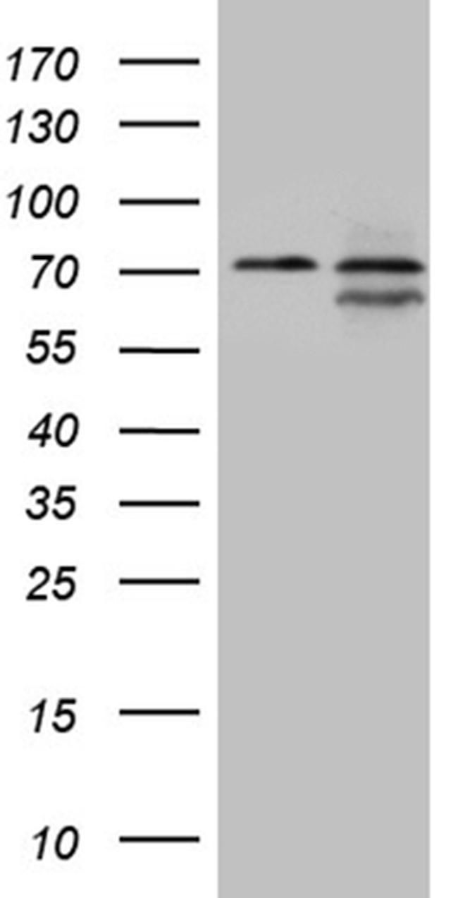 NPAS1 Antibody in Western Blot (WB)
