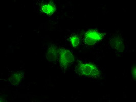 NPR3 Antibody in Immunocytochemistry (ICC/IF)