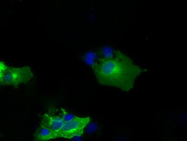 NPR3 Antibody in Immunocytochemistry (ICC/IF)