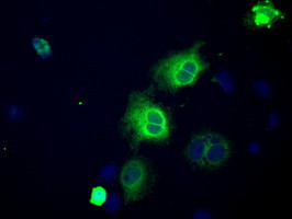 NPR3 Antibody in Immunocytochemistry (ICC/IF)