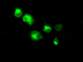 NPR3 Antibody in Immunocytochemistry (ICC/IF)