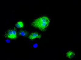 NPR3 Antibody in Immunocytochemistry (ICC/IF)