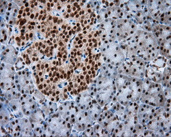NPR3 Antibody in Immunohistochemistry (Paraffin) (IHC (P))