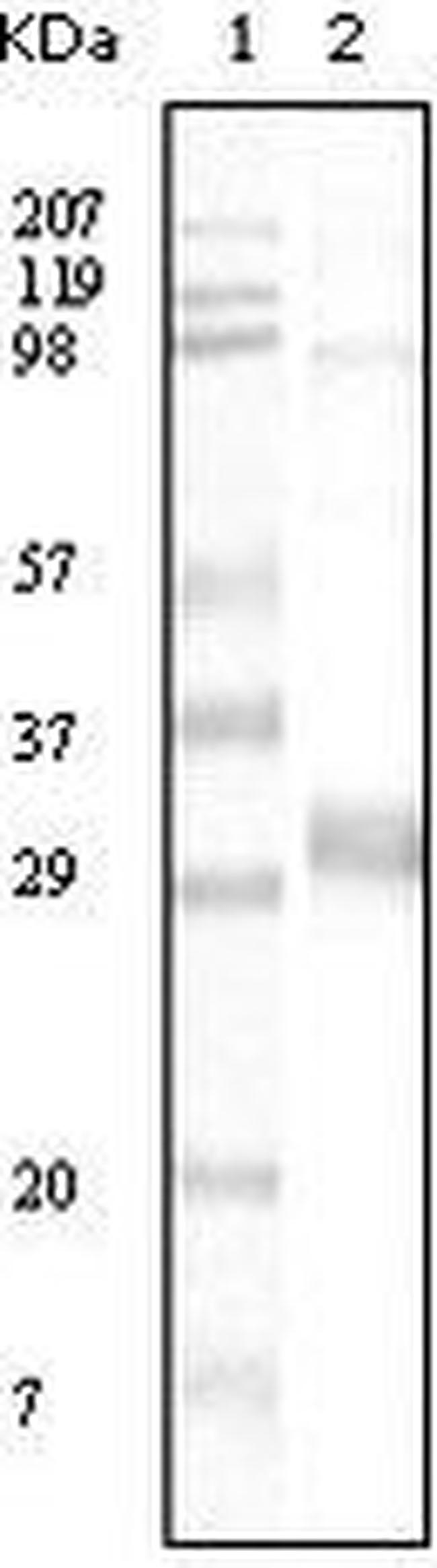 Neomycin Phosphotransferase II Antibody in Western Blot (WB)