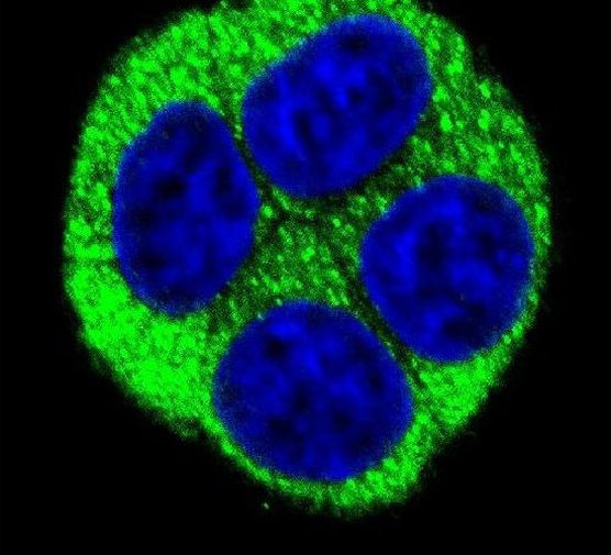 NQO1 Antibody in Immunocytochemistry (ICC/IF)