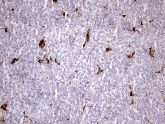 NR2C2 Antibody in Immunohistochemistry (Paraffin) (IHC (P))