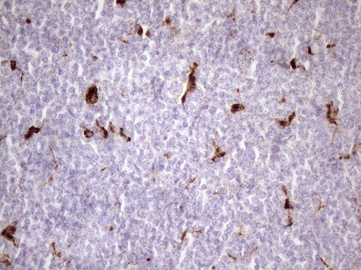 NR2C2 Antibody in Immunohistochemistry (Paraffin) (IHC (P))
